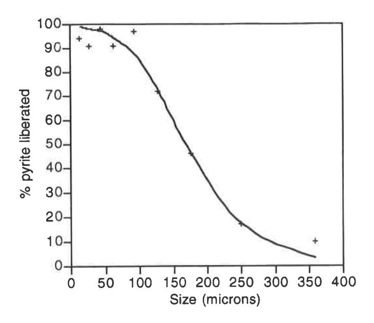 Fig 8 - Association between percentage of pyrite liberated and size.